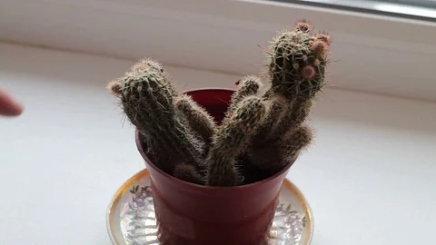 A young man touches a cactus, ouch,it hurts Stock Footage 73348515