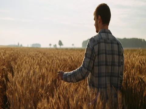 Young Man Touching Wheat Ears at Sunrise, dolly shot. SLOW MOTION 4K DCi. Vidéo 77814258