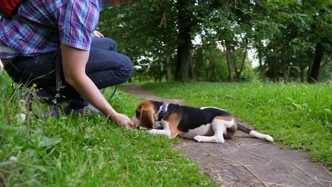 Young man train small beagle dog, order to lay down, put hand on ground Stockbeeldmateriaal 81640911