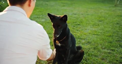 Young Man Training his Happy Shepherd Dog on the Backyard Lawn. Video stock 203785173