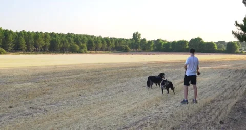 Young man training two black dogs in a golden field Vídeo Stock 344147581