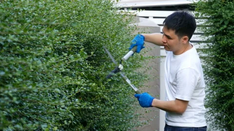 Young man using big scissors cutting and trimming plant in garden at home Video stock 155885348