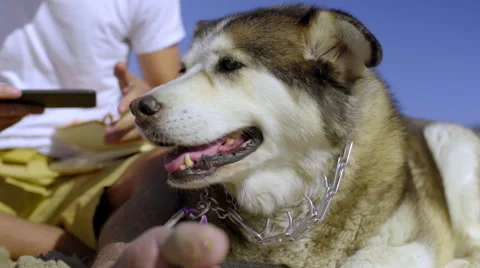 Young man using cell phone while sitting on the beach with his dog Stock Footage 52257758
