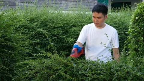 Young man using cordless electric hedge cutting and trimming plant in garden at  Stock Footage 155884963