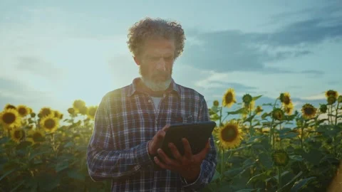 Young man using a tablet in a sunflower field during a vibrant sunset Stock Footage 284413872