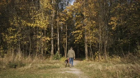 A young man on a walk with a dog goes into the autumn forest Stock Footage 140543041