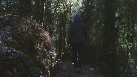 A young man walk through the trees in hiking path in the morning. Stock Footage 200932176
