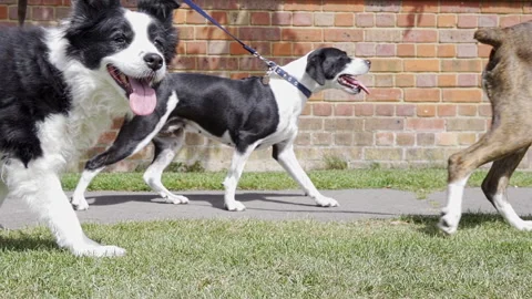 Young man walking across frame with five dogs along suburban street Stock Footage 137303972