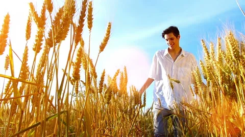 Young man walking across the wheat field Stock Footage 39651472