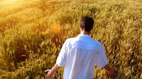 Young man walking across the wheat field Stock Footage 39652365