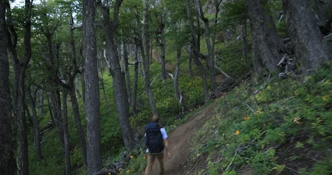 Young man walking along trail between old tall woods. Patagonia, Argentina 스톡 동영상 126708688