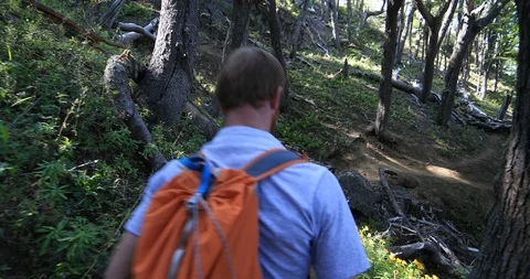 Young man walking along trail between old tall nothofagus woods. Patagonia 스톡 동영상 126740989