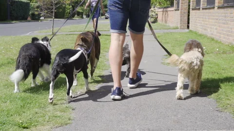 Young man walking five dogs along suburban street Stock Footage 137303412