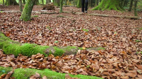 Young man walking in the forest close to the Zürich city in autumn Stock-Footage 32999877