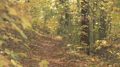 Young man walking on the forest path during fall season Stock Footage 56627744