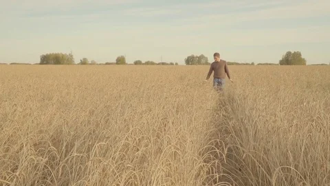 Young man walking in a golden wheat field and touching ears of ripe wheat slowmo Stock Footage 80278865