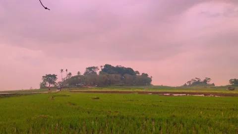 A Young Man Walking In The Middle Of The Fields Stock Footage 231369292