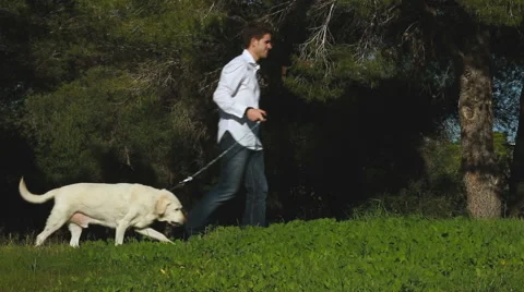 Young man walking with an old labrador dog in the park Stock Footage 56809461