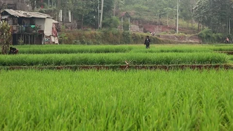 Young man walking in the rice fields Stock Footage 242223472