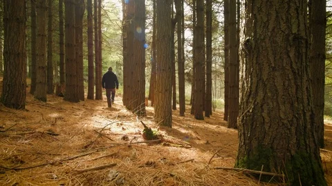 Young man walking slowly through a forest surrounded by tall pine trees Stock Footage 111899163