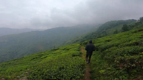 Young man walking in the tea garden of tea estates in darjeeling, india. vast Video stock 168374030