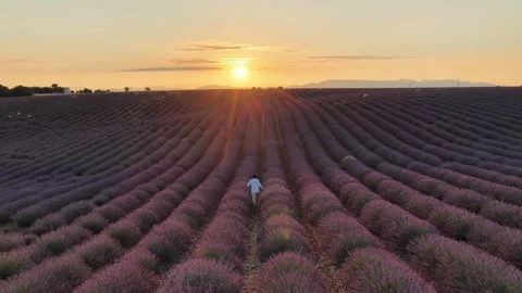 Young man walking through a lavender field towards the sunset in provence Stock Footage 317503689