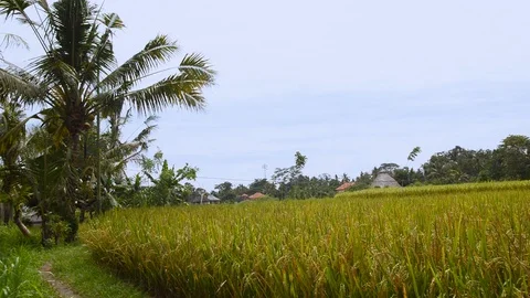 Young man walking through rice field during sunset Stock Footage 86010395