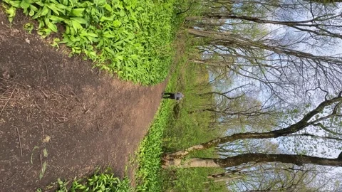 Young man walking through the woods. Forest with big trees at summer. Stock Footage 262237055