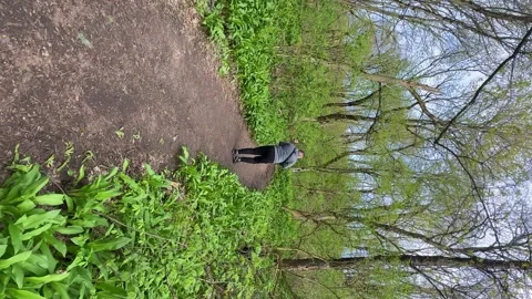 Young man walking through the woods. Forest with big trees at summer. Sunlight Stock Footage 262237147