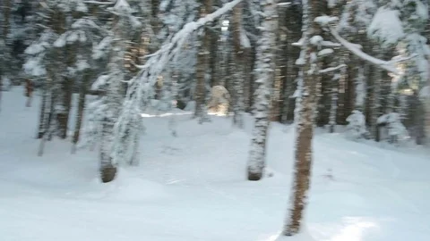 Young man walking in wintertime in pine forest outdoors Stock Footage 73072779