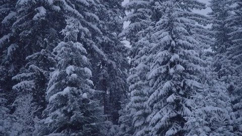 A young man walks alone through a snowy forest. Young pretty tourist sneaks Stock Footage 99980327
