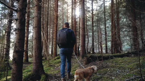 Young man walks with a dog Cocker Spaniel in the woods forest. Stock Footage 195321114