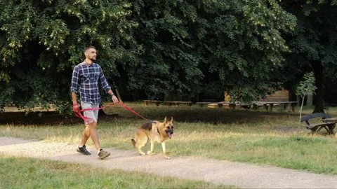 A young man walks with a German Shepherd along a quiet park path surrounded by Stock Footage 341957756