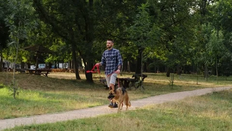 A young man walks with a German Shepherd along a quiet park path surrounded by Stock Footage 341957977
