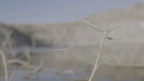 A young man walks inside the pond water and shoots around. Stock Footage 116050337