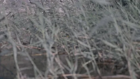 A young man walks inside the pond water and shoots around. Stock Footage 116050911