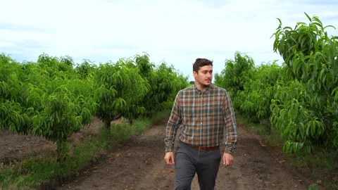 Young man walks through the peach orchard, Stock Footage 133802810