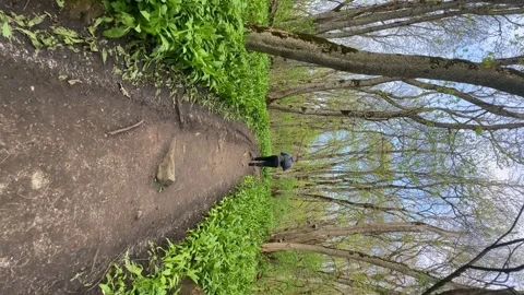 A young man walks through a spring forest. Young man walking in beautiful wald  Stock Footage 262237075