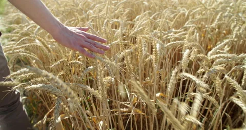 A young man walks through a wheat field, touching the ears of wheat, on a Sunny Vidéo 133528901