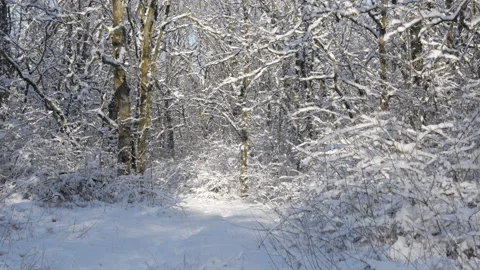 Young man walks through the winter forest  Stock Footage 122857109