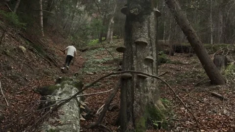 A young man wanders through a mystical forest filled with large trees, some Video stock 300207073