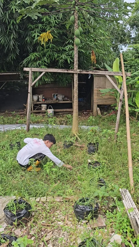 Young Man Weeding Potted Plants in Lush Backyard Garden Видео 331996398