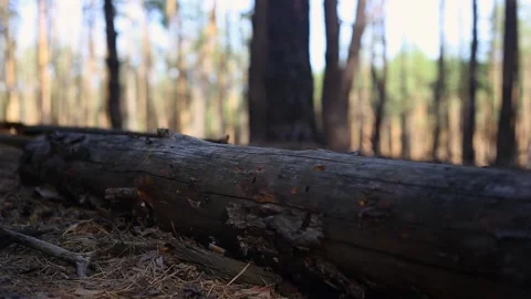 Young man while hiking in the mountains or forest. Narrow focus. Video stock 150260913