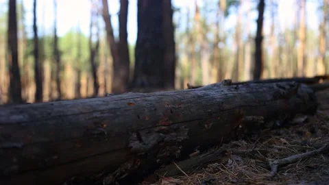 Young man while hiking in the mountains or forest. Narrow focus. Stock Footage 150260946