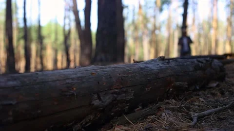 Young man while hiking in the mountains or forest. Narrow focus. Stock Footage 150260975