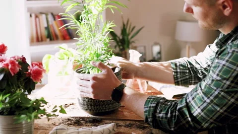 Young man while taking care of a small Kentia plant (Kenzia) inserted in a de Stock Footage 153270574