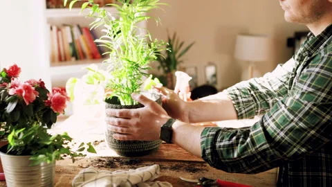 Young man while taking care of a small Kentia plant (Kenzia) inserted in a de Stock Footage 153270600