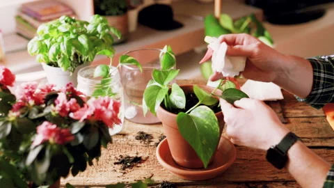 Young man while taking care of a Potos plant (Epipremnum) on wooden table wit Stock Footage 153382428