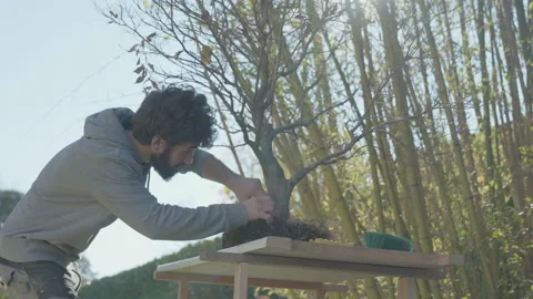 Young man work in the garden. Beech tree bonsai repotting and roots pruning Stock Footage 165849791
