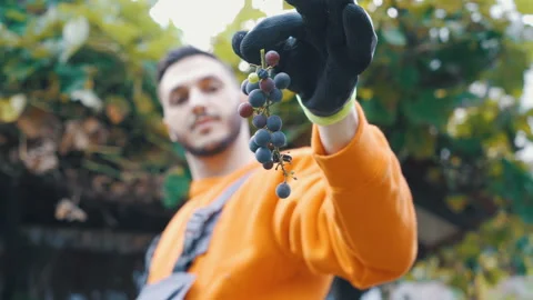 Young man in working clothes holding grape and cutting grapes off from vine Stock Footage 142790389